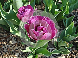 Tulip of Wamego