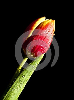 Tulip Water droplets