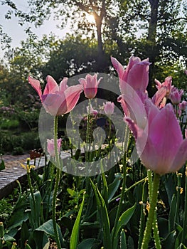 Tulip with water drops