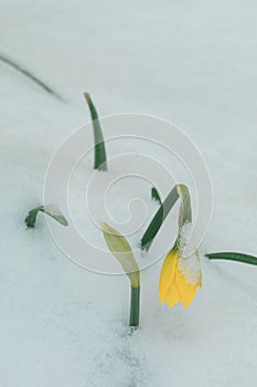 A tulip weighed down by heavy snow photo