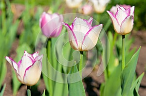 Tulip which grows in the garden