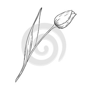 Tulip on a white background. Design for logo and wedding illustration. Black and white vector illustration.