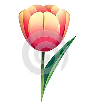 Tulip with White Background Illustration