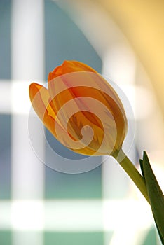 Tulip in Window