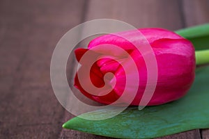 Tulip on wooden surface photo