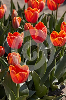 Tulip World\'s Favourite flowers in orange color in spring photo