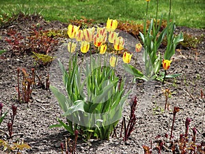 Canadian Tulip Festival, Ottawa Tulip Yellow Flight Bush