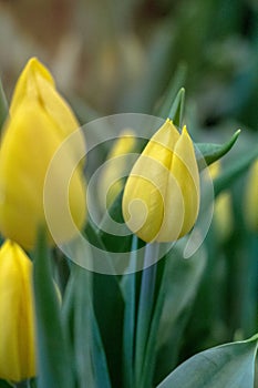 Tulip yellow flower flowering in garden