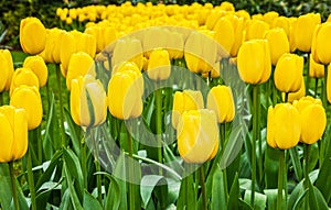 Tulip yellow flowers in Keukenhof garden, Netherlands, Holland