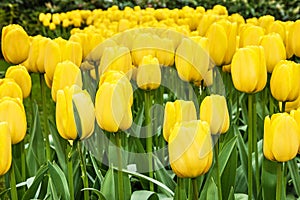 tulip yellow flowers, park Keukenhof, garden, Holland, Netherlands