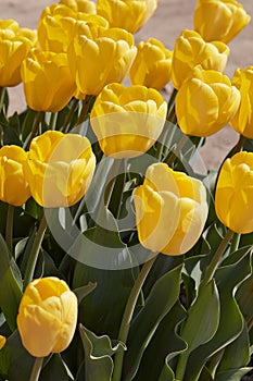 Tulip yellow flowers in spring