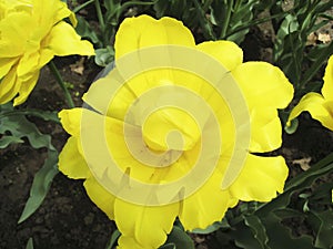 Canadian Tulip Festival, Ottawa Tulip Yellow Margarita