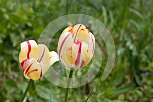 Tulip yellow with red stripes