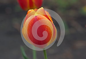 Tulip
