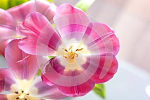 Tulipa agenensis flower detail with broken petal