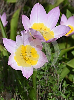 Tulipa bakeri, Lilac Wonder