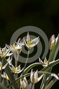 Flowers of Tulipa biflora or two-flowered tulip photo