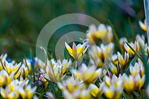 Tulipa biflora flower photo