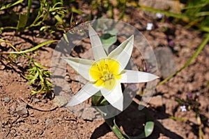 Tulipa biflora , the polychrome tulip flower in wild