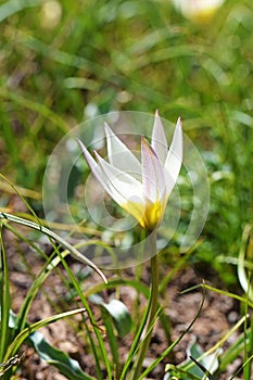 Tulipa biflora , the polychrome tulip flower in wild photo