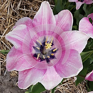 Tulipa, blossom, Janis Joplin