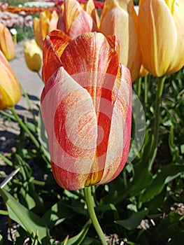 Tulipa, blossom, Rhapsody of Smile