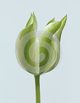 Tulipa, blossom, Viridiflora, Spring Green