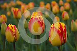 Tulipa darwin hybrid `Banja Luka` Liliaceae Bulb photo