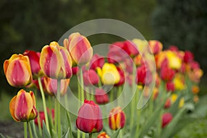 Tulipa, Flower tulips background