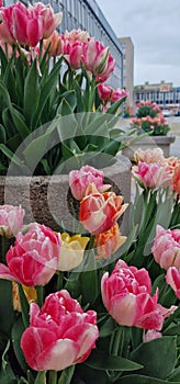 Tulipa are a genus of spring-blooming perennial herbaceous