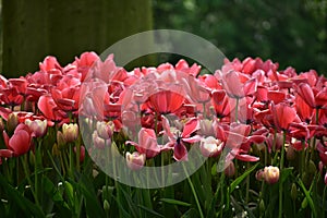 Pink Tulipa gesneria blooming in Keukenhof gardens photo