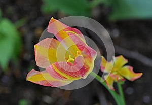 Tulipa gesneriana didier`s flower photo