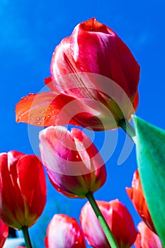 Tulipa Gesneriana, red flower, seen from below photo