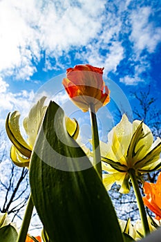 Tulipa Gesneriana, red and yellow flower, seen from below photo