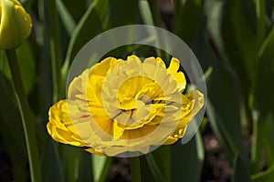Tulipa of the Gold Fever species
