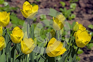 Tulipa of the Golden Dynasty species