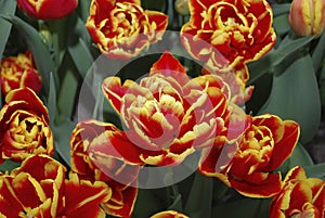 Tulipa High Roler Double Late group flowering.