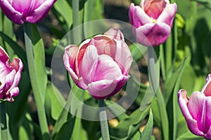 Tulipa of the Hotpants species