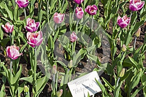 Tulipa of the Hotpants species