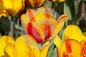 Tulipa of the Hotpants  species