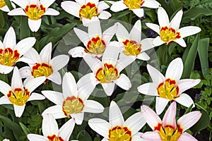 Tulipa of the Kaufmannanian-Greigii Heart`s Delight species