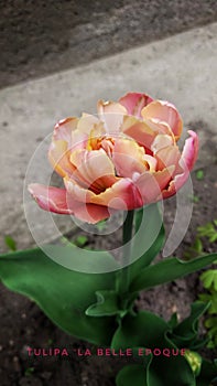 Tulipa la belle epoque photo