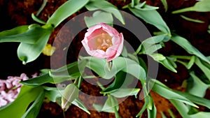 Tulipa or Lilioideae, Magnoliophyta or  Liliaceae or Plantae