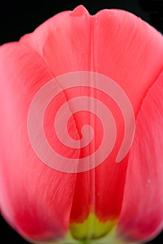 Tulipa in macro photo