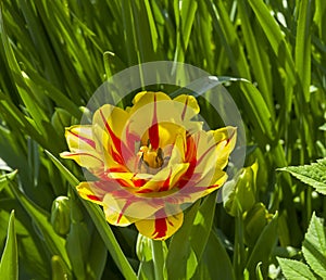 Tulipa of the Monsella species