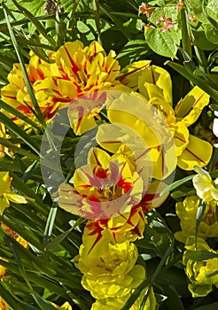 Tulipa of the Monsella species