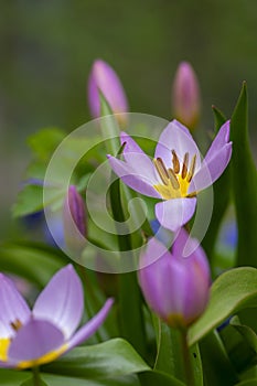 Tulipa saxatilis bright pink yellow flowering cretan tulip flowers, springtime beautiful ornamental rock plants in bloom