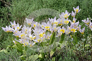 Tulipa saxatilis photo