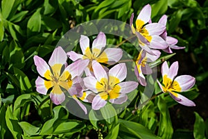 Tulipa saxatilis tulips