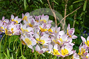 Tulipa saxatilis tulips